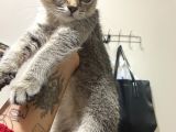 Mama Karsılıgı Verilecektir Scottish Fold