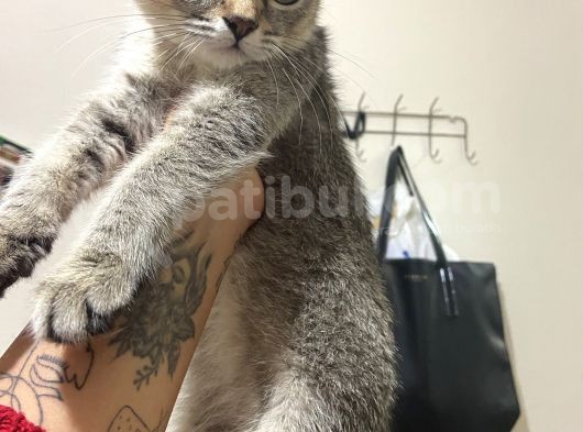 Mama Karsılıgı Verilecektir Scottish Fold görsel