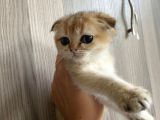 Anne Altından Sağlıklı Yavrular Golden Dişi Bebek Scottish Fold