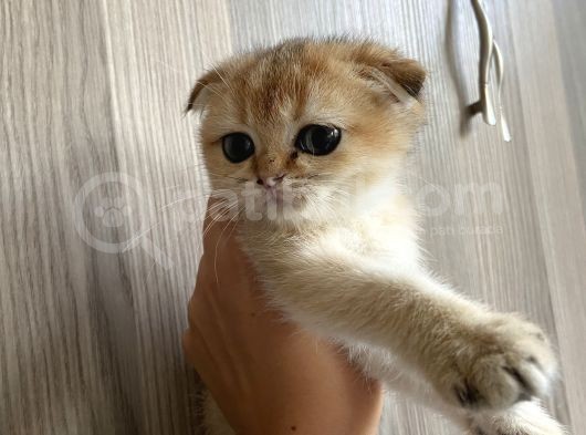 Anne Altından Sağlıklı Yavrular Golden Dişi Bebek Scottish Fold