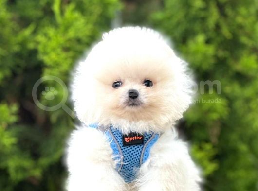 Safkan Teddy Bear Pomeranian Boo Yavrularımız