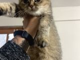 Mama Karsılıgı Verilecektir Scottish Fold