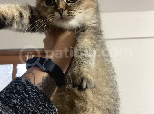 Mama Karsılıgı Verilecektir Scottish Fold görsel