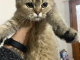 Mama Karsılıgı Verilecektir Scottish Fold