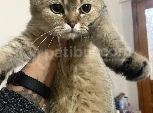 Mama Karsılıgı Verilecektir Scottish Fold görsel