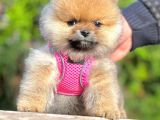 Safkan Teddy Bear Pomeranian Boo Yavrularımız