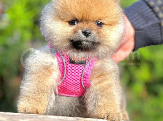 Safkan Teddy Bear Pomeranian Boo Yavrularımız görsel
