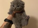 Anne Altından Sağlıklı Yavrular Blue Renk Scottish Fold