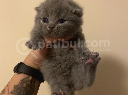 Anne Altından Sağlıklı Yavrular Blue Renk Scottish Fold görsel
