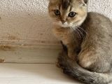 Ev Ortamında Sağlıklı Yavrular Scottish Fold