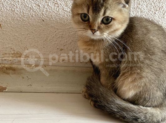 Ev Ortamında Sağlıklı Yavrular Scottish Fold