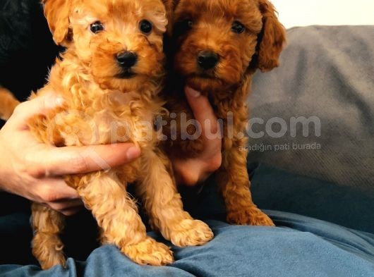 Bebek Yüzlü A Scr Toy Poodle Bebekler