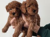 Bebek Yüzlü A Scr Toy Poodle Bebekler