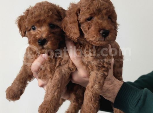 Bebek Yüzlü A Scr Toy Poodle Bebekler görsel