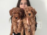 Bebek Yüzlü A Scr Toy Poodle Bebekler