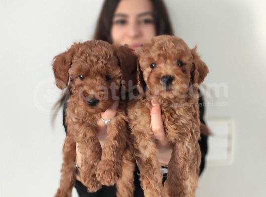 Bebek Yüzlü A Scr Toy Poodle Bebekler görsel