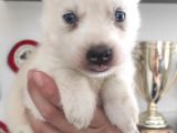 Beyaz Husky Si̇bi̇rya Kurdu Bebekler