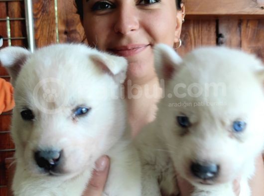 Beyaz Husky Si̇bi̇rya Kurdu Bebekler