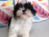 Sıfır Numara Shihtzu