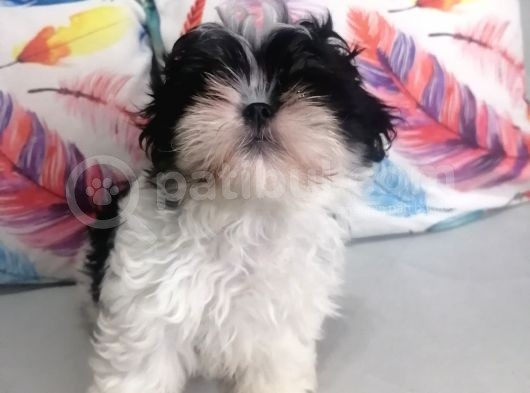 Sıfır Numara Shihtzu görsel