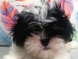 Sıfır Numara Shihtzu