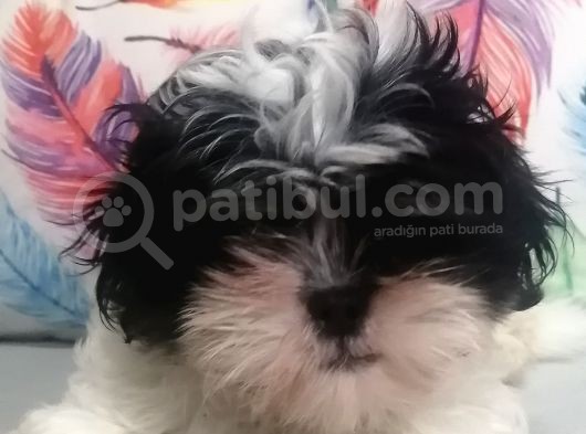 Sıfır Numara Shihtzu görsel