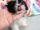 Sıfır Numara Shihtzu