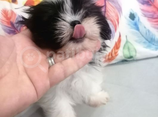 Sıfır Numara Shihtzu görsel