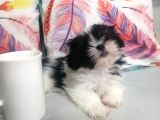 Sıfır Numara Shihtzu