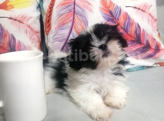 Sıfır Numara Shihtzu