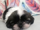 Sıfır Numara Shihtzu