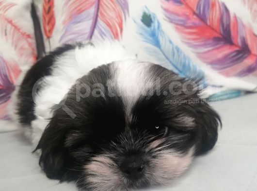 Sıfır Numara Shihtzu görsel
