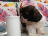 Sıfır Numara Shihtzu