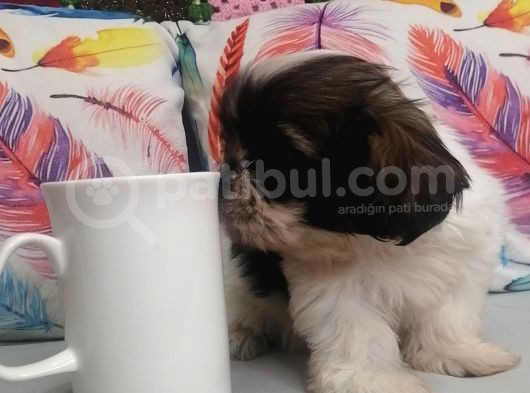 Sıfır Numara Shihtzu görsel