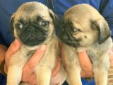 Maraz Ali̇ Köpeği̇ Pug Mops