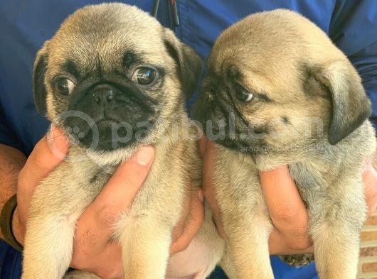 Maraz Ali̇ Köpeği̇ Pug Mops görsel