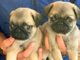 Maraz Ali̇ Köpeği̇ Pug Mops