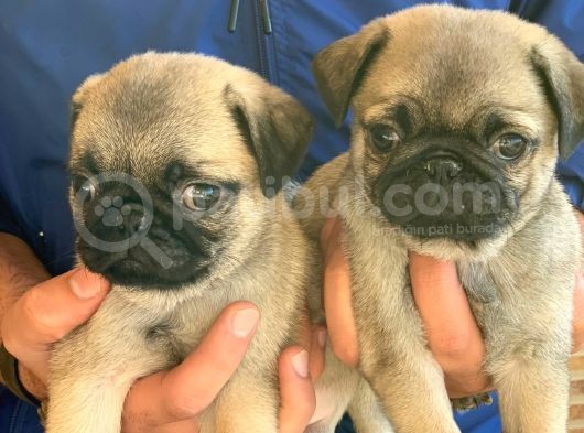 Maraz Ali̇ Köpeği̇ Pug Mops