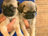 Maraz Ali̇ Köpeği̇ Pug Mops