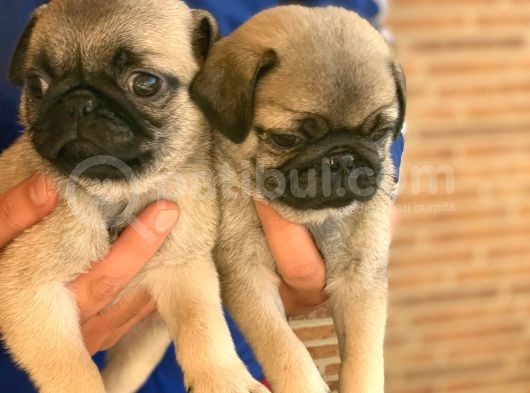 Maraz Ali̇ Köpeği̇ Pug Mops görsel