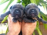 Cane Corsa Yavrular
