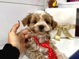 Orjinal Maltipoo Bebekler