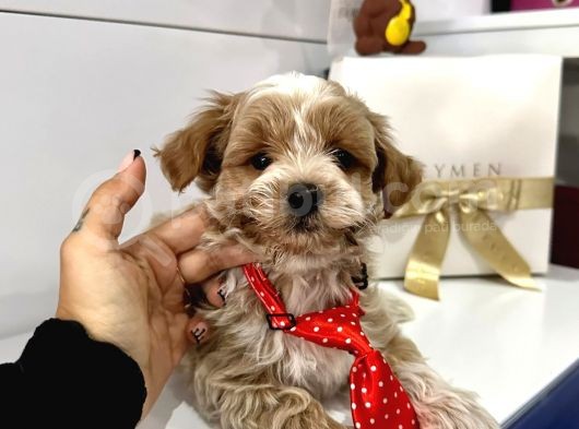 Orjinal Maltipoo Bebekler görsel