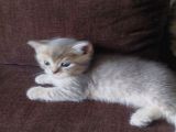 Yavru Kedı Oyuncu British Shorthair