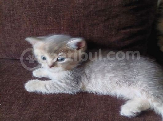 Yavru Kedı Oyuncu British Shorthair görsel