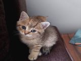 Yavru Kedı Oyuncu British Shorthair
