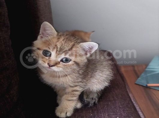 Yavru Kedı Oyuncu British Shorthair görsel
