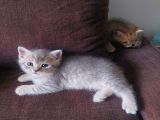 Yavru Kedı Oyuncu British Shorthair