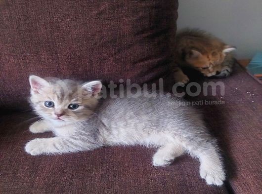 Yavru Kedı Oyuncu British Shorthair görsel