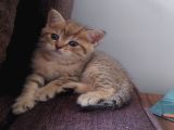 Yavru Kedı Oyuncu British Shorthair